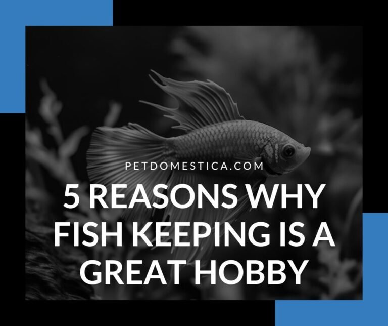 5 reasons why fish keeping is a great hobby (1)