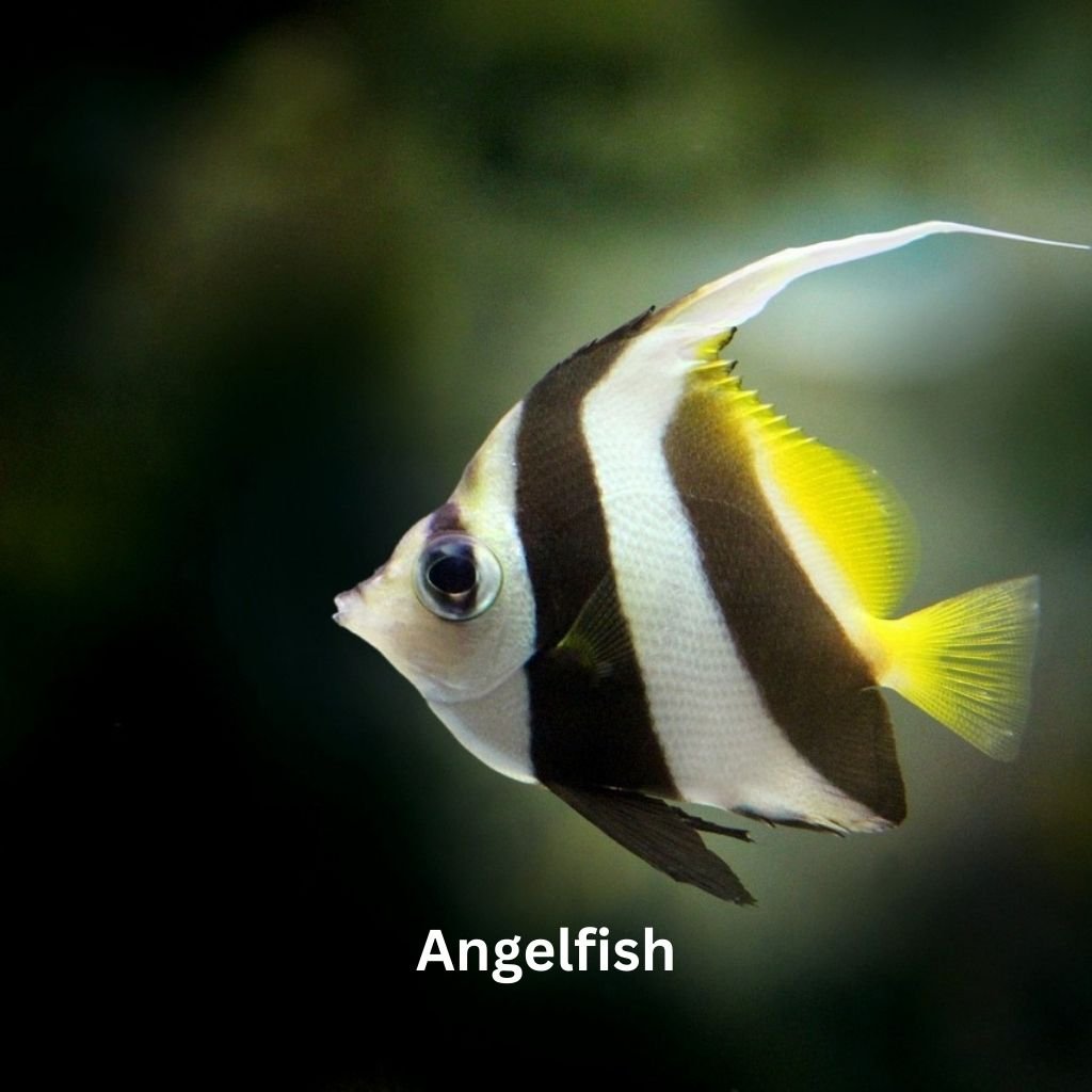 Top 5 fishes for Your Aquarium