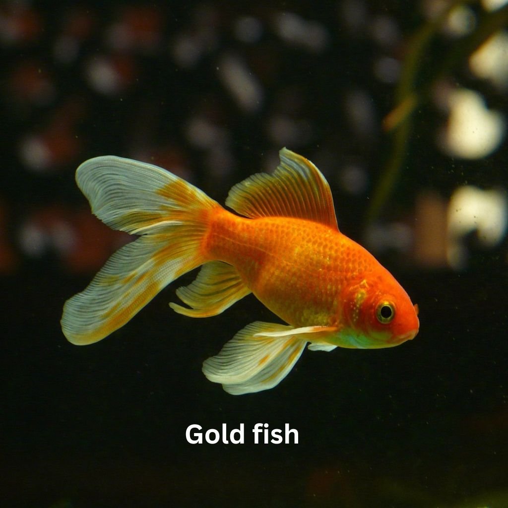 Top 5 fishes for Your Aquarium like