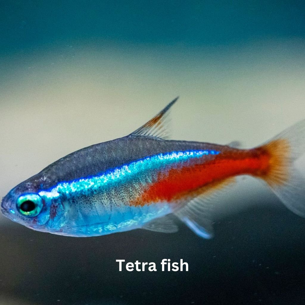 Top 5 fishes for Your Aquarium