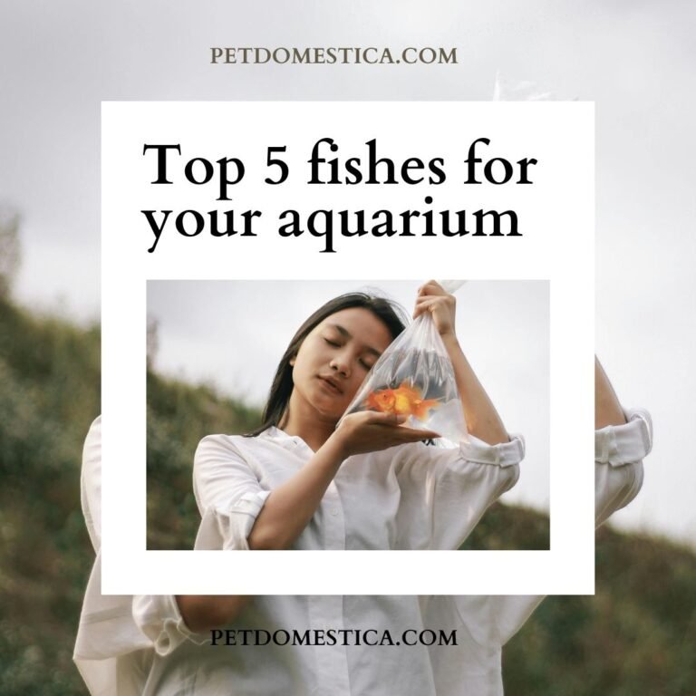 Top 5 fishes for your aquarium