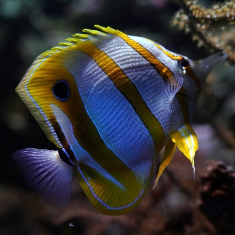 butterfly hfish