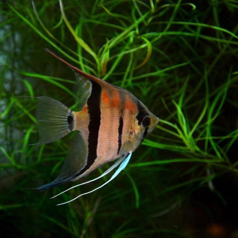 Angelfish