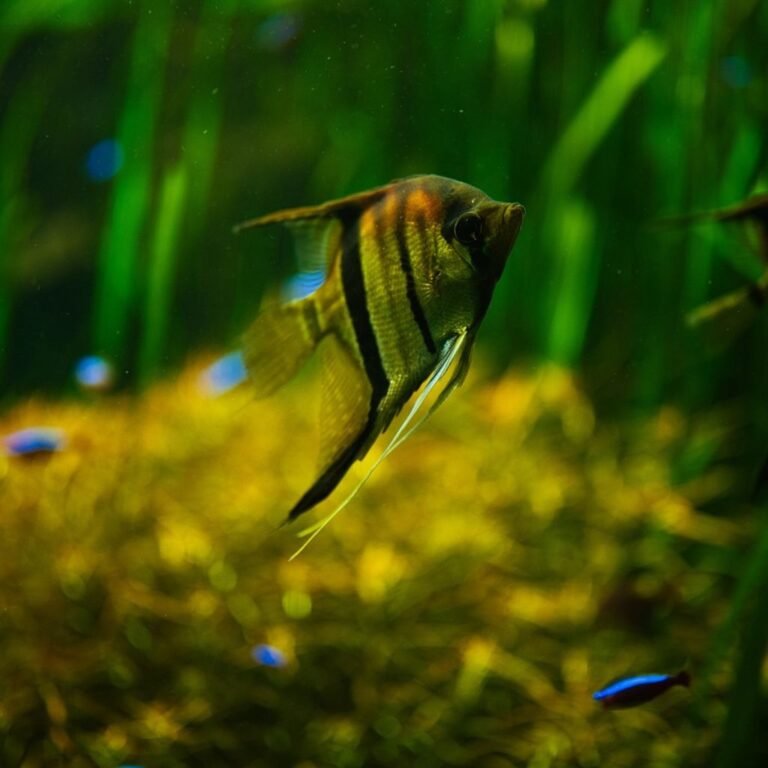 Angelfish