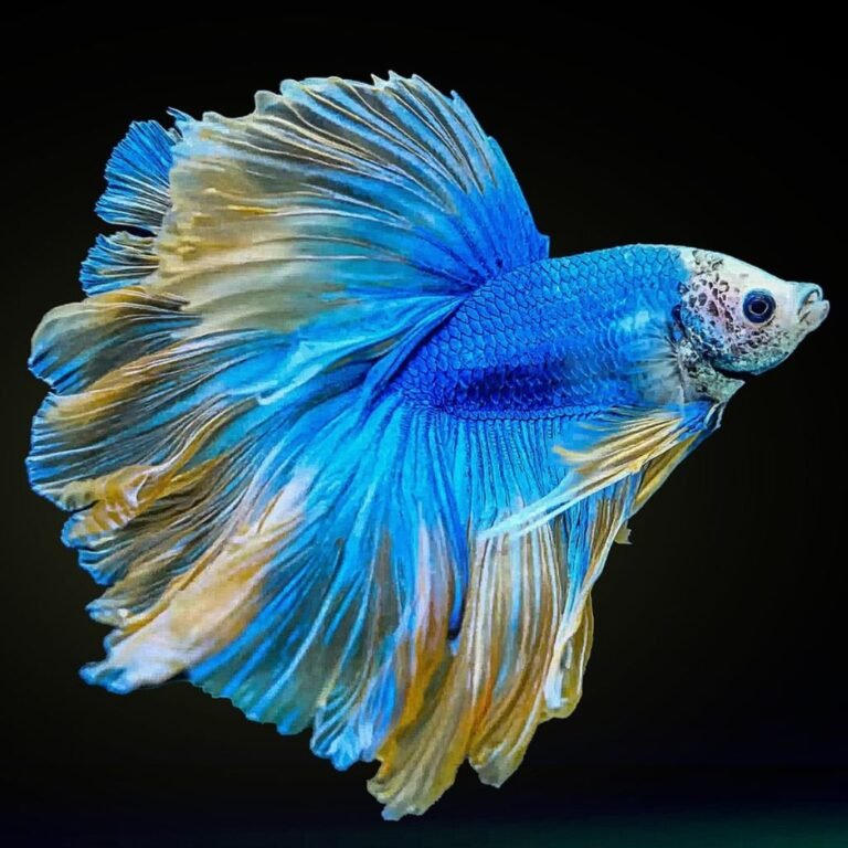 Betta fish