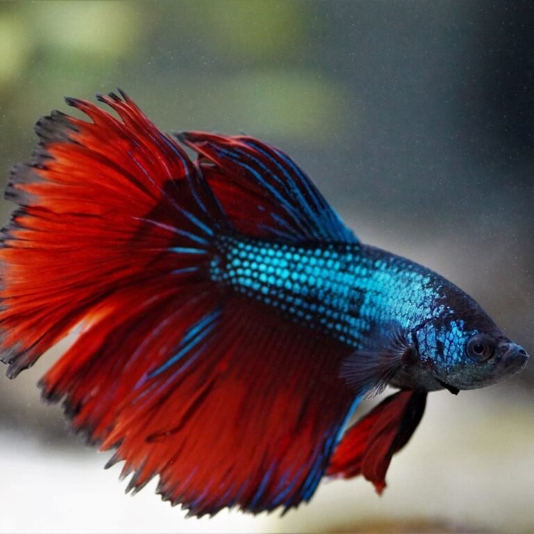 Betta fish